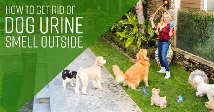 how to get rid of dog urine smell outside