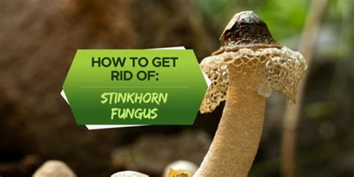 how to get rid of stinkhorn fungus