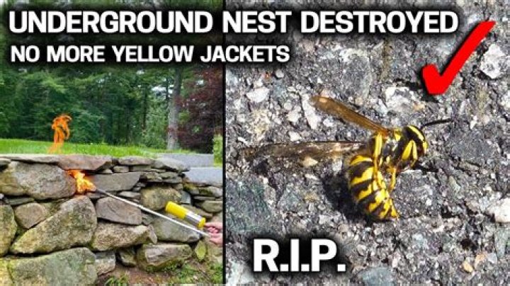 how to get rid of yellow jackets in a wall