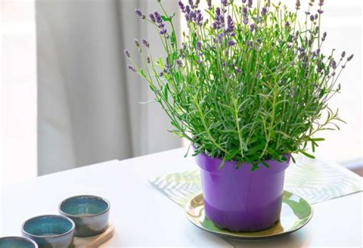how to grow lavender indoors