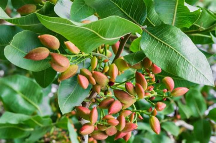 how to grow pistachios