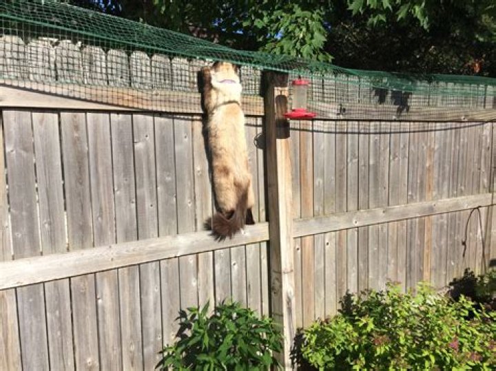 how to keep cats out of yard