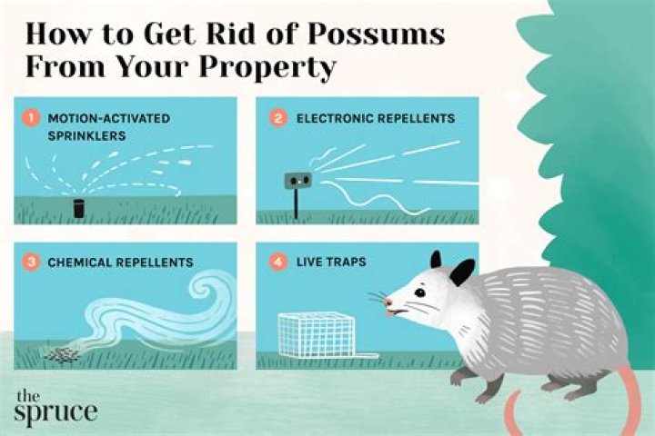 how to keep possums away