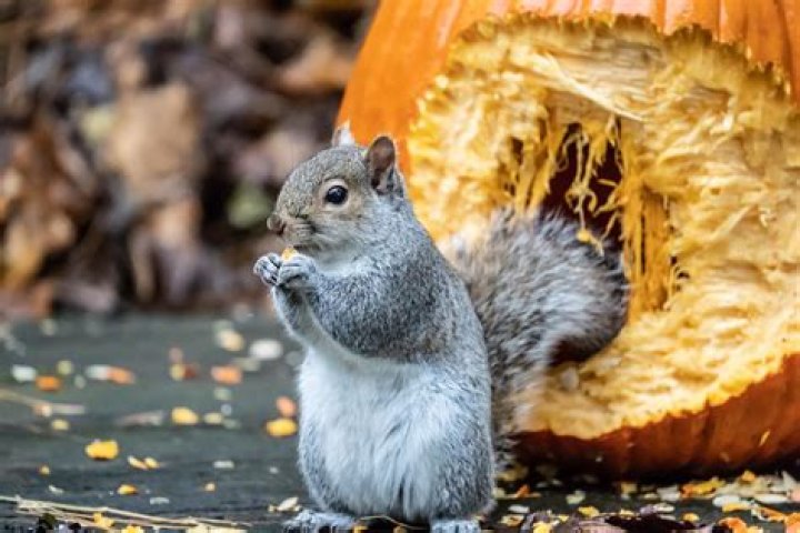 how to keep squirrels from eating pumpkins