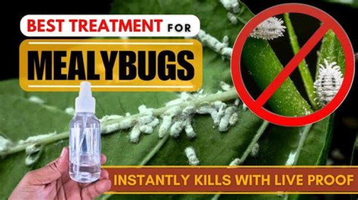 how to kill mealybugs