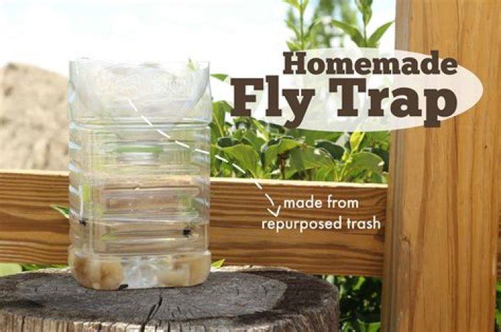 how to make a homemade fly trap