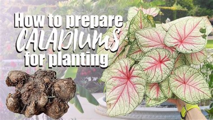 how to plant caladium bulbs