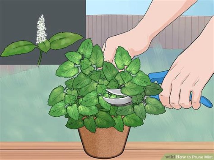 how to prune mint