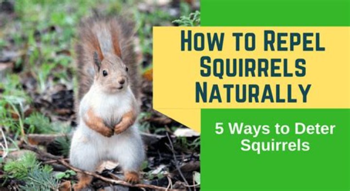 how to repel squirrels