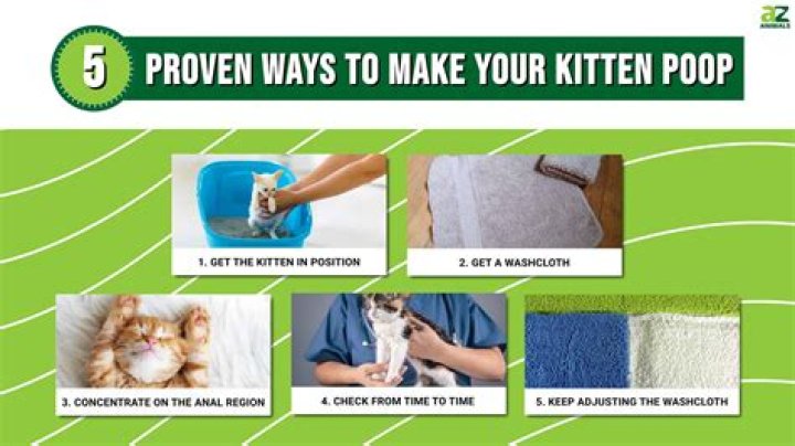 how to stimulate a kitten to poop
