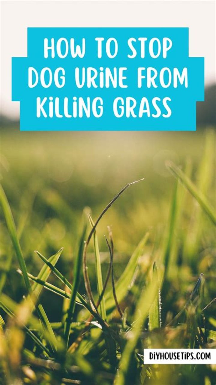 how to stop dog urine from killing grass naturally