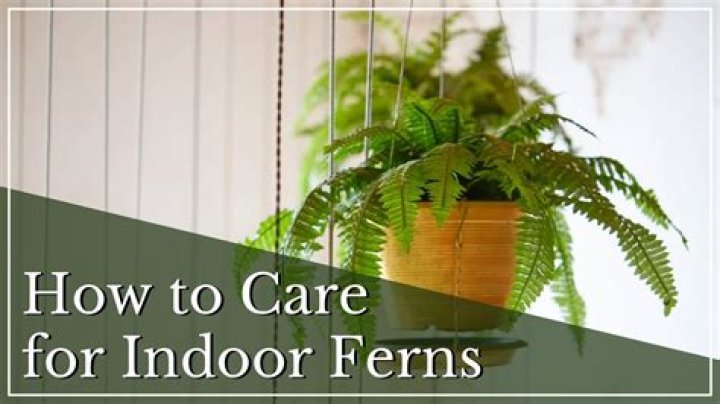 how to take care of a fern