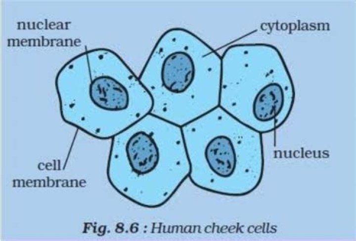 human cheek cell