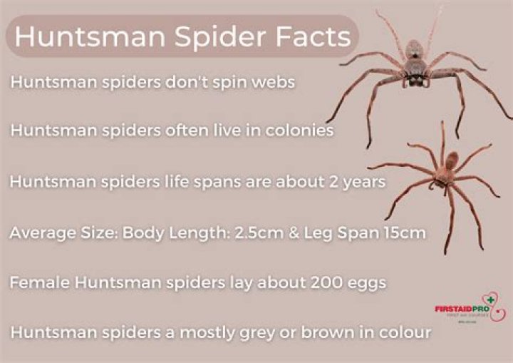 huntsman spider poisonous
