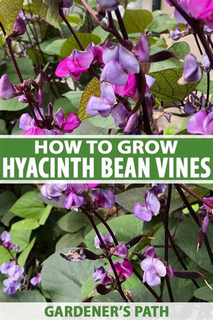 hyacinth vine