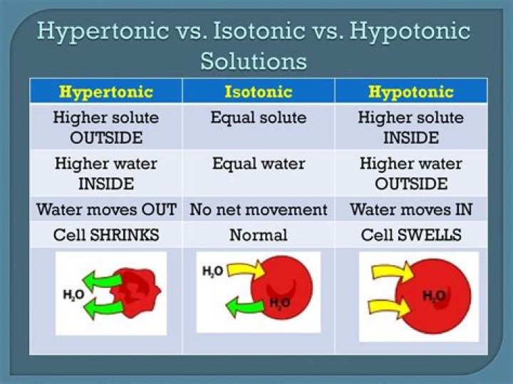 hypertonic vs isotonic