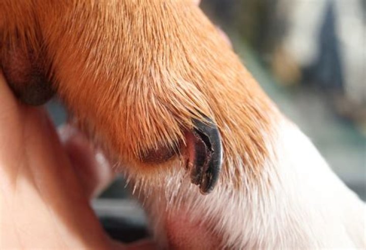 infected dog nails pictures