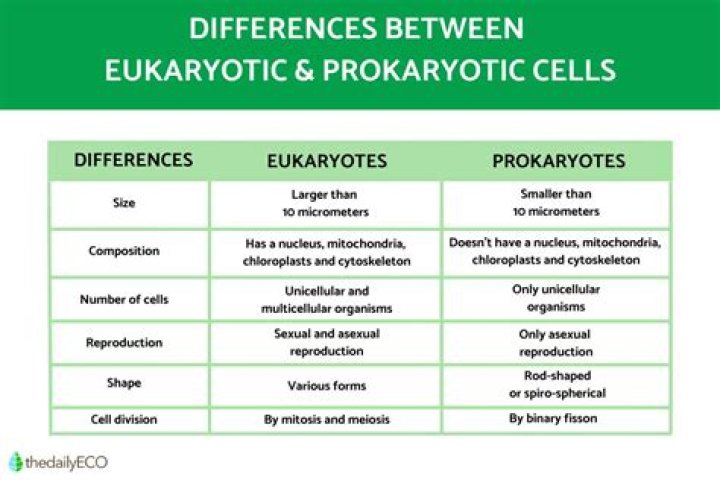 Is amoeba is a prokaryotic organism? check this out | is amoeba prokaryotic or eukaryotic