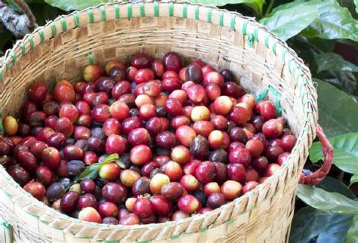 is coffee a fruit