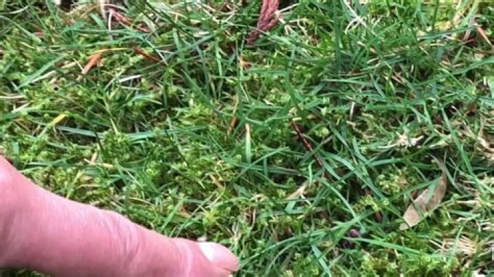 Is dish soap harmful to grass? check this out | does dish soap kill grass