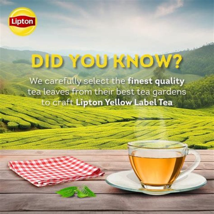 Is it good to drink Lipton tea everyday? check this out | is lipton tea good for you