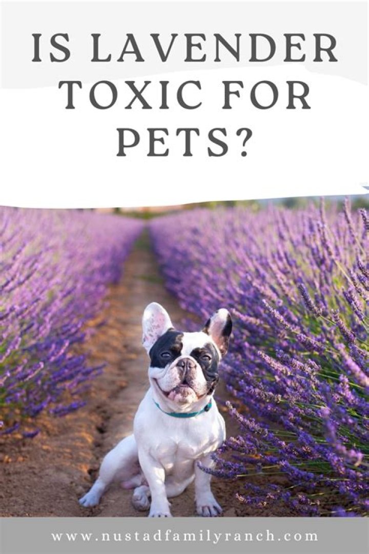 is lavender toxic to dogs