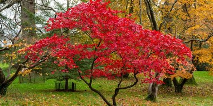 japanese maple tree texas