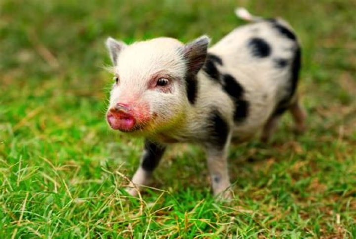 juliana pig