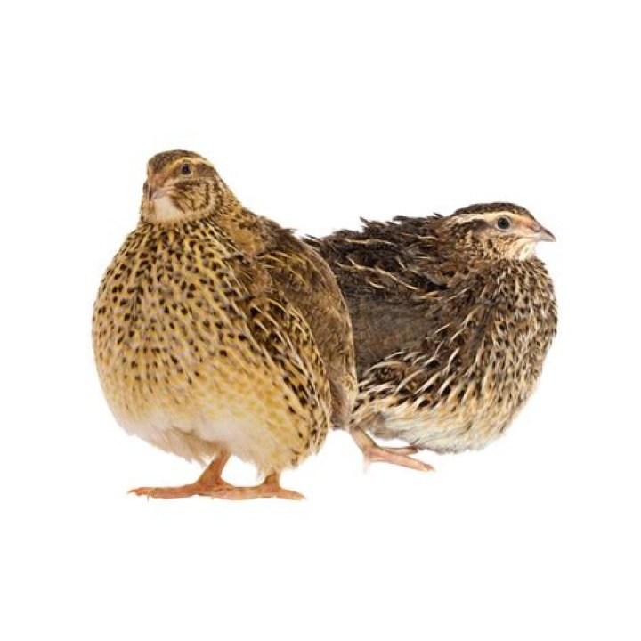 jumbo coturnix quail