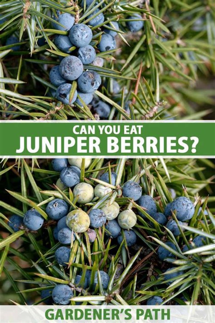 juniper berries edible