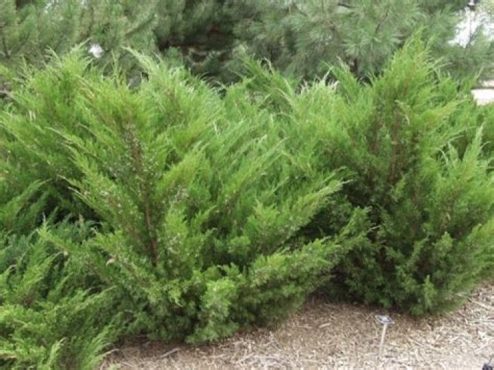 juniper sea green
