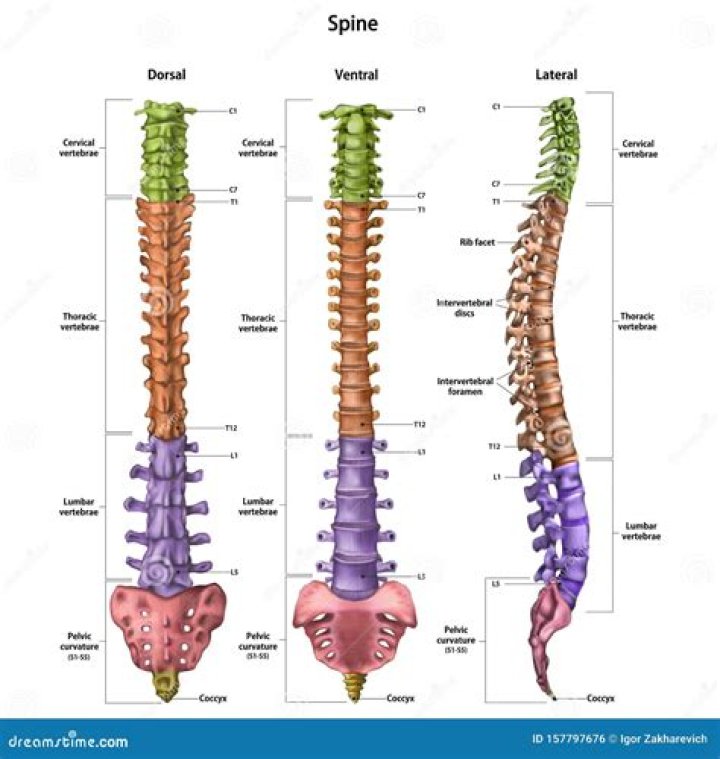 lateral sides