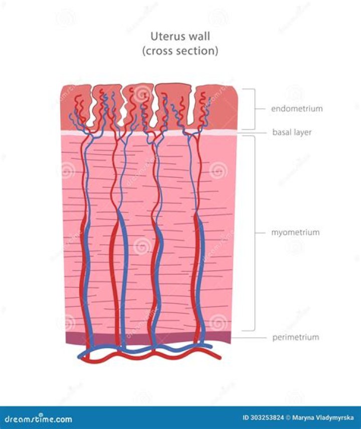 layers of uterus