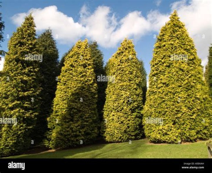 leyland cypress hedge
