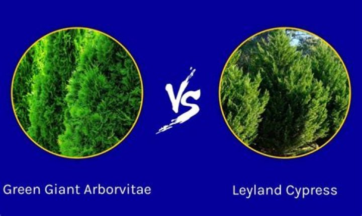 leyland cypress vs green giant
