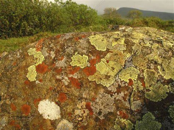 lichen on rocks