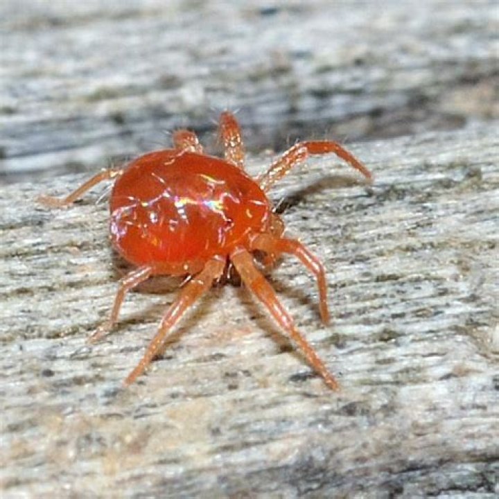 little orange bugs