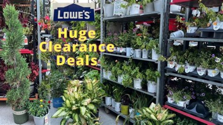 lowe’s plants on clearance