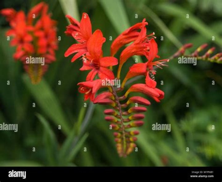 lucifer flower