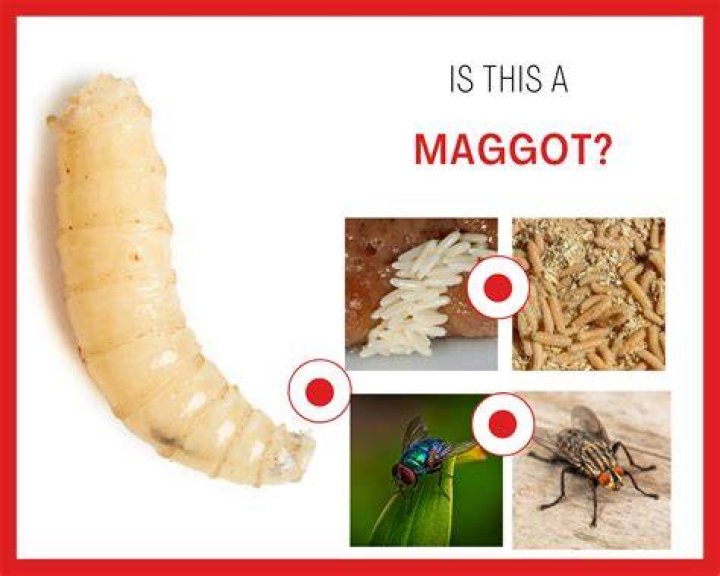 maggot meaning