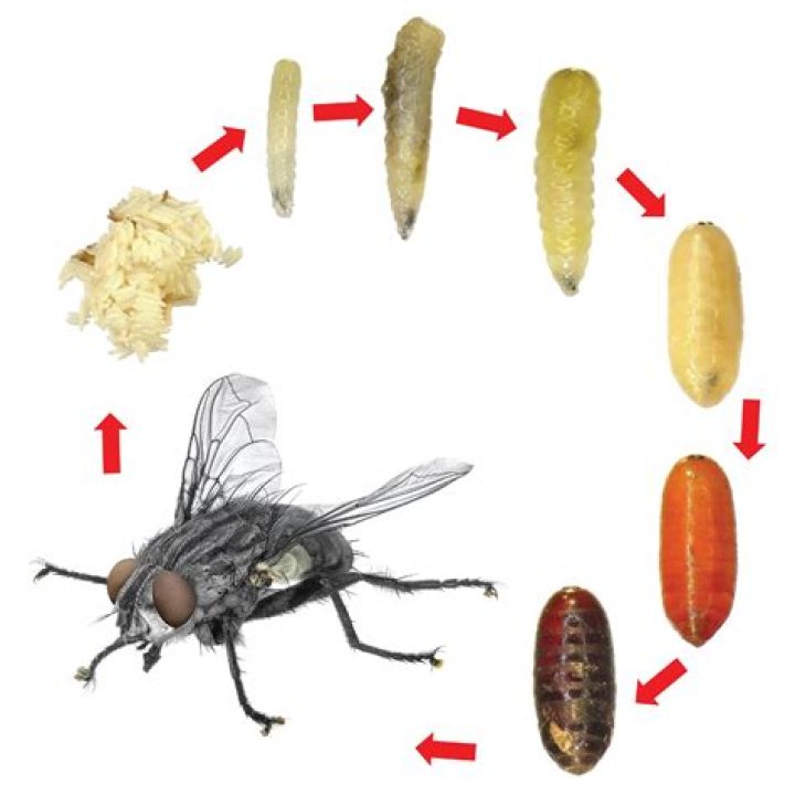maggots turn into flies
