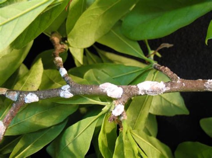 magnolia scale