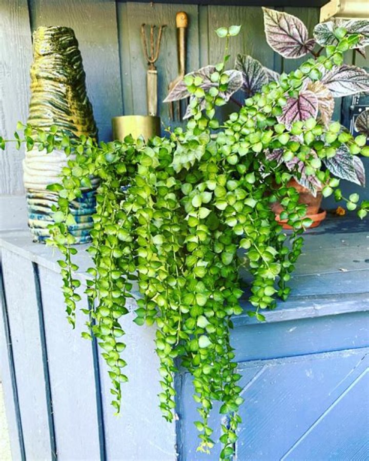 million hearts plant