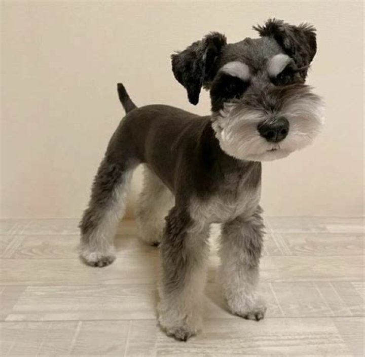 mini schnauzer haircut
