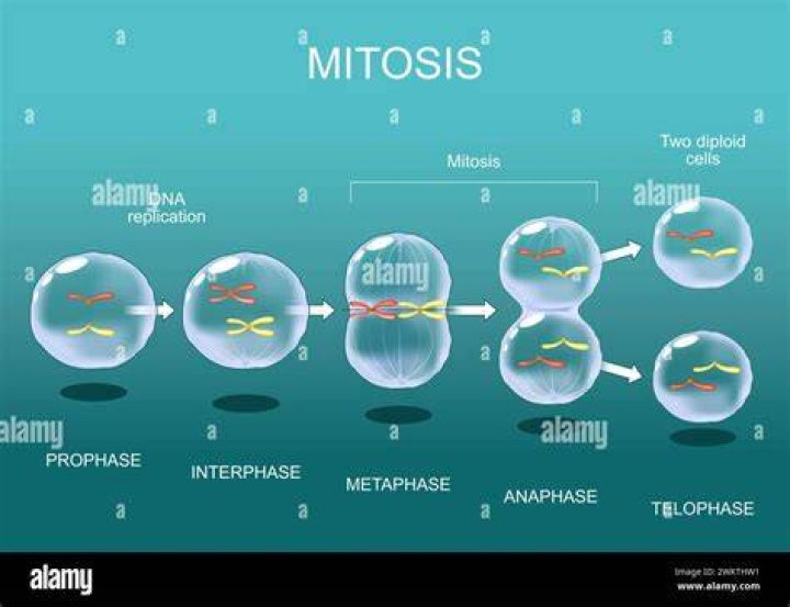mitosis order