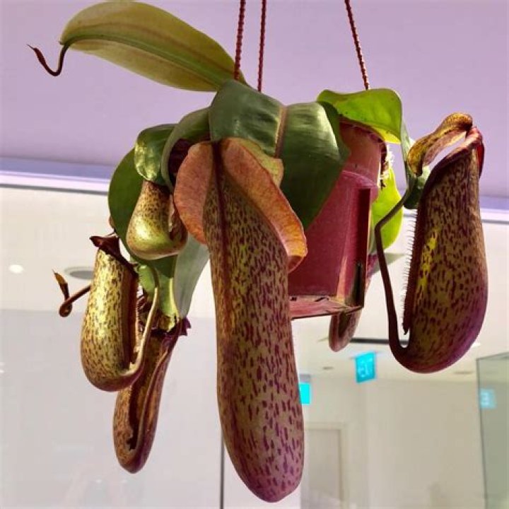 monkey cup plant