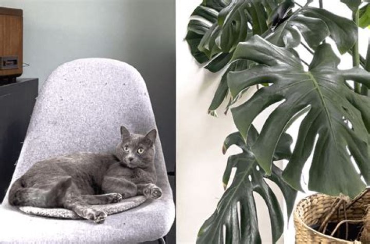 monstera plant cat