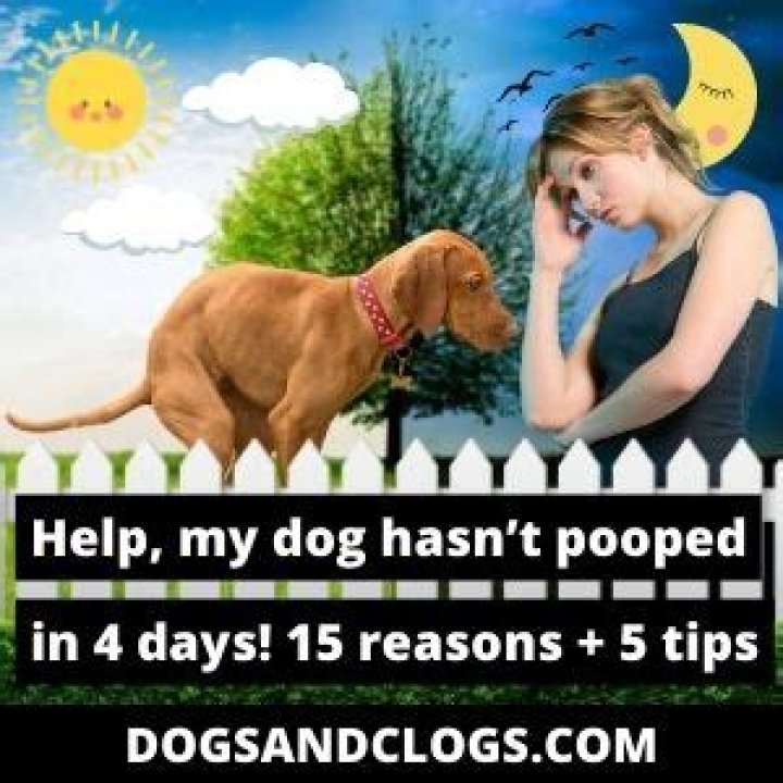 my dog hasn t pooped in 4 days