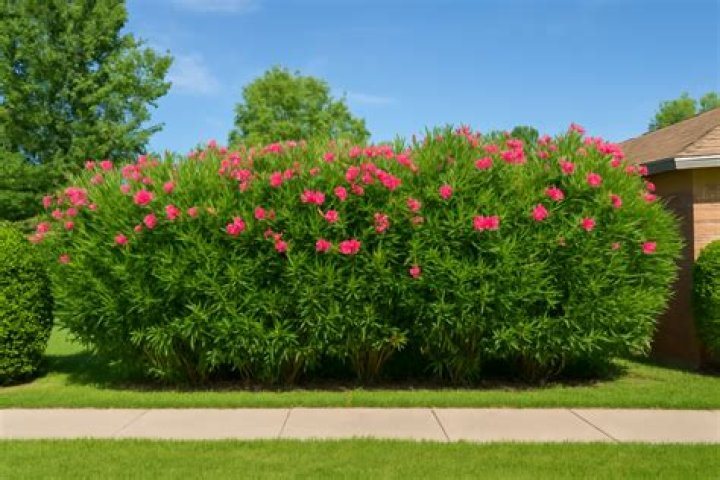 oleander hedge