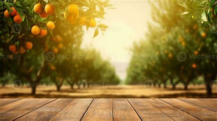 orange tree background check